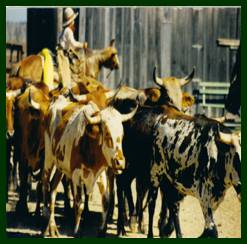 drives cattle old west em texas promotion imagine greatest move head